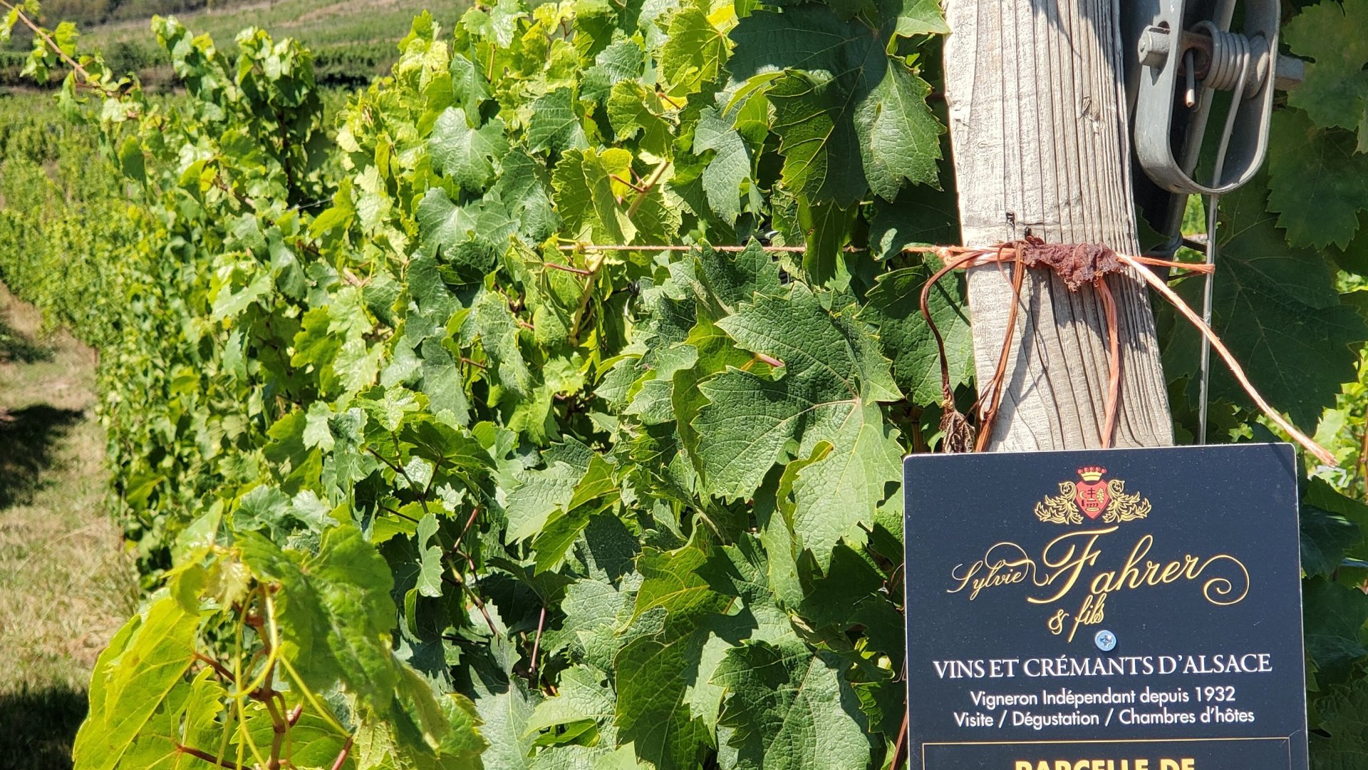 Bons cadeaux Domaine Sylvie Fahrer et Fils