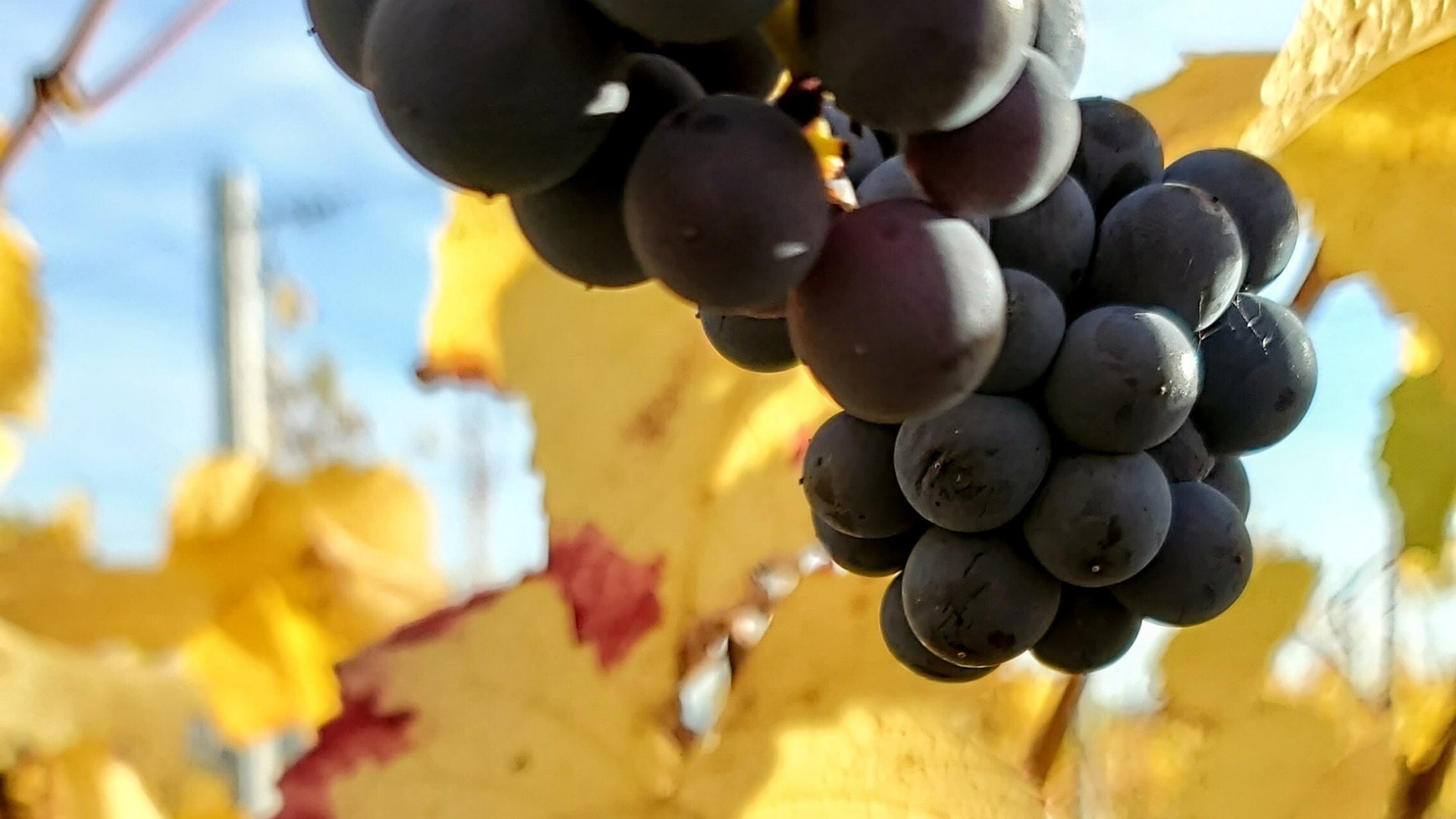 Vendanges en Alsace - Offrir un bon cadeau en Alsace